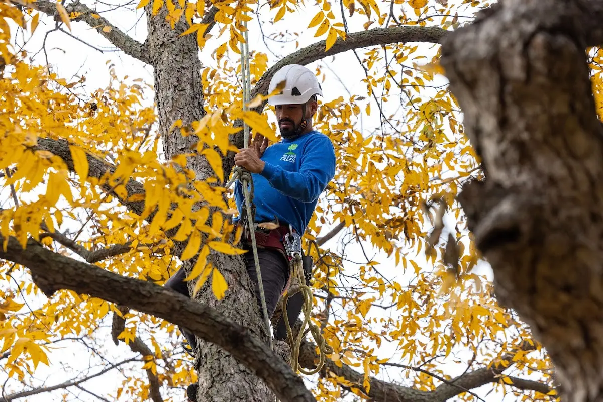 Skilled Tree Planting crew working in Monticello